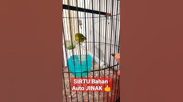 Burung Sirtu Liar Langsung Jinak pakai cara ini | Cara menjinakan Sirtu Tangkapan Hutan