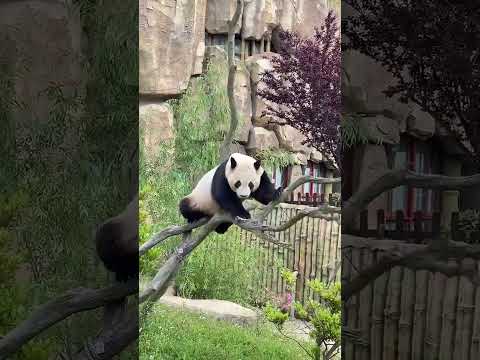 Hey Don't Slap MEEEE! oopsie #shorts #shortvideo #foryou #funny #cute #panda #lol