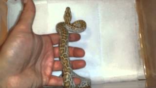Hypo het albino burmese python for sale