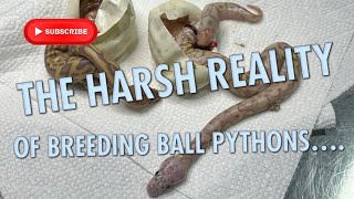 THE HARSH REALITY OF BREEDING BALL PYTHONS....