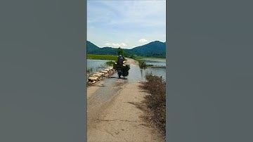 Đoạn đường bị nước lũ nhấn chìm lúa còn xanh