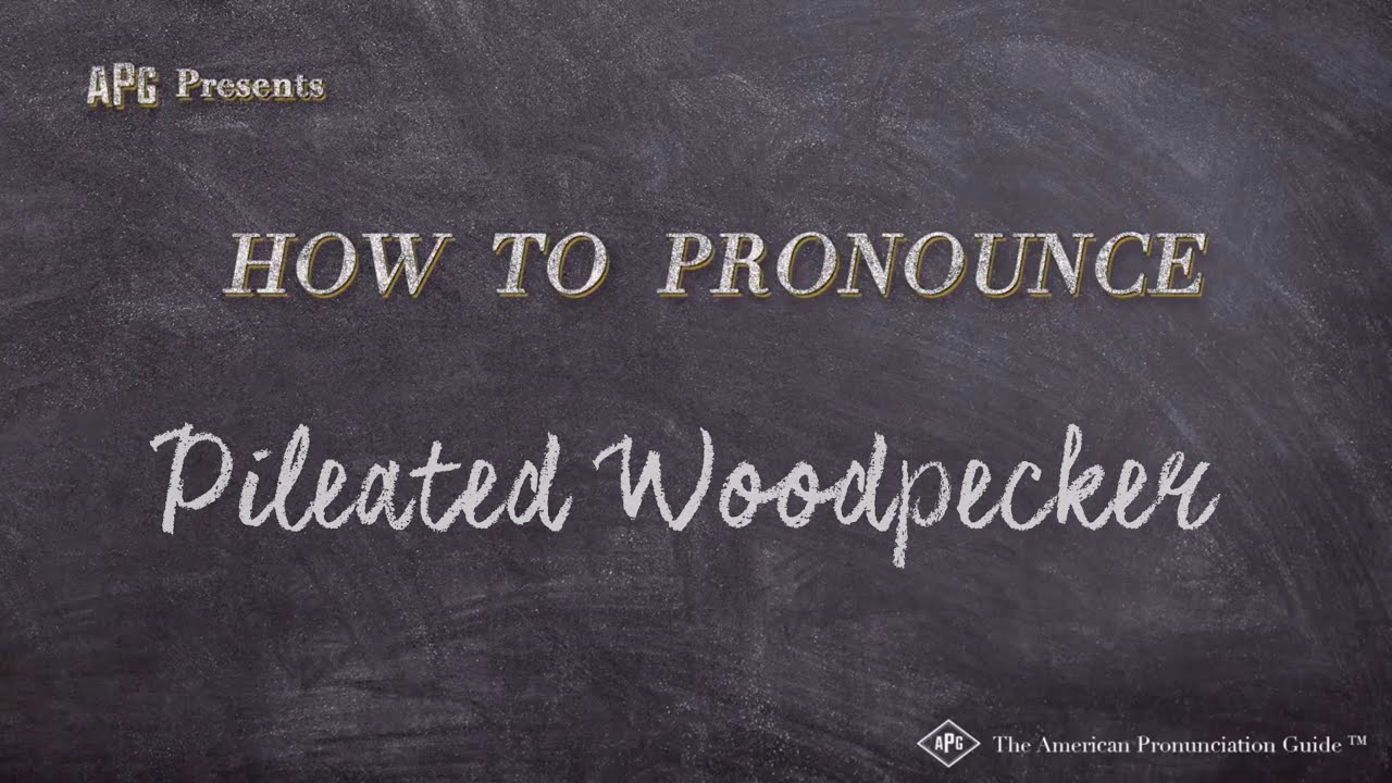 How Do You Say Pileated Woodpecker