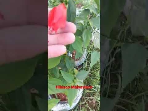 Vídeo: Wax Mallow Informações - Dicas sobre como cuidar de plantas de Wax Mallow em jardins