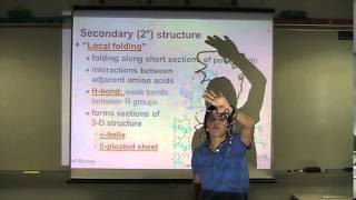 Ch 5 Pt. 2 -  Proteins+N. Acids