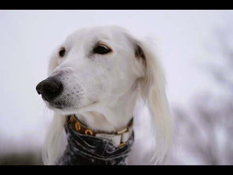 サルーキ　みしぇるは、ハスキーボイス♪（Saluki)