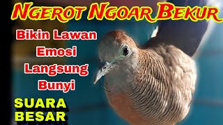 Perkutut Lokal Gacor Suara Besar Bekur Ngoar Ngerot Nutut manggung gayer Pancingan Ampuh 