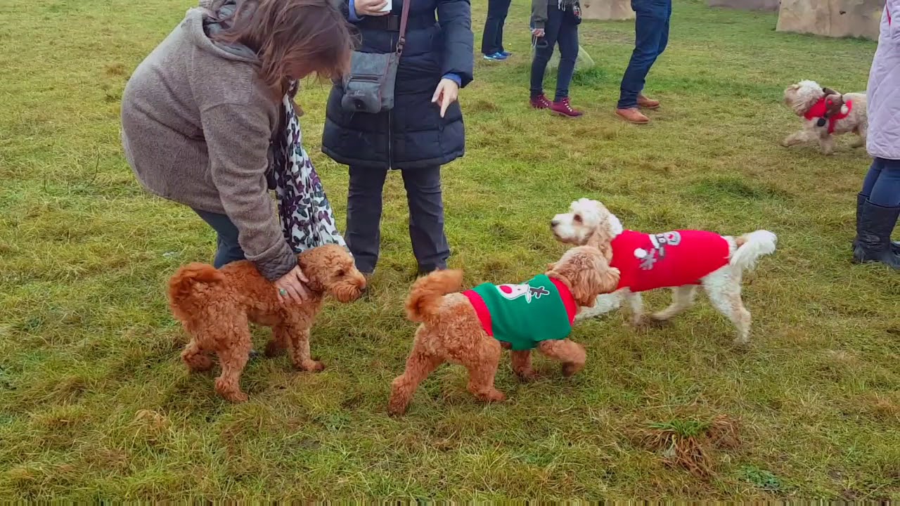 Christmas Jumper cockapoo walk 2017 YouTube