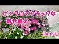 ピンクピンクの寄せ植えマーガレット