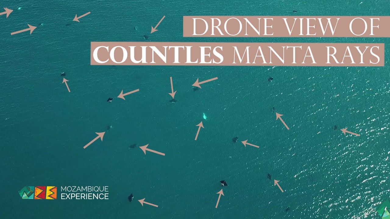 DRONE VIEW of COUNTLESS Mantas - Mozambique Experience