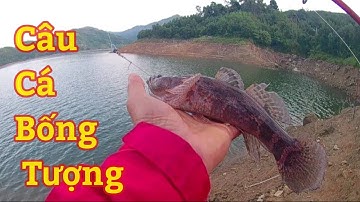 Câu Cá Bống Tượng