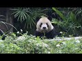 20210419 圓仔看牙團代班 名下竹葉團包辦 Giant Panda Tuan Tuan