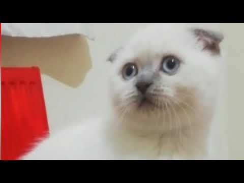 Ucretsiz Yavru Kedi Sahiplendirme Scottish Fold Blue Point Yavru Kediler Kedim Dogurdu Youtube