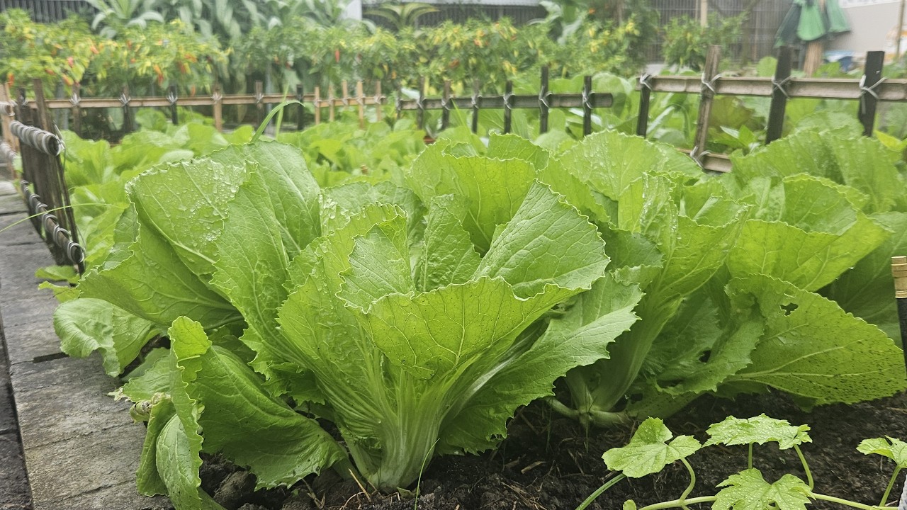 Trồng cải làm dưa ăn tết Bính Ngọ