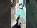 野生のカワウソがいた#shorts