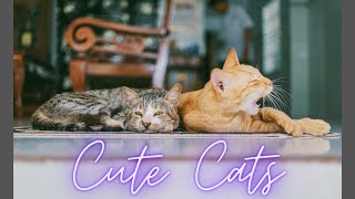 Baby Cats - Cute and Funny Baby Cat Videos Compilation #5 | Cutie Animals