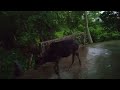 বজ্রপাত বৃষ্টি সিলেটে।