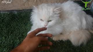 أسعار قطط شيرازي للبيع كثيف الشعر قطط جميلة الشكل قطط عيون زرقاء قطط إناث كثيفة الشعر