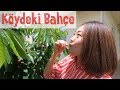Bir Japon’un gözünden köydeki meyve bahçesi. Yabancı birisi Türk meyvelerine nasıl tepki verdi?