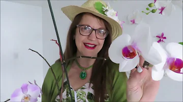 ¿Por qué no florecen los capullos de mis orquídeas?