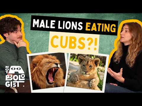 The Real Reason Male Lions Kill Cubs | Not a Biologist | Wildlife Podcast