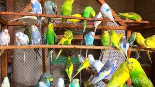 Beautiful Birds Beautiful Budgie Parrot video #birds #budgies #parrot #viral