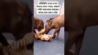 এদুনিয়া ছেড়ে চলে যাবো একদিন