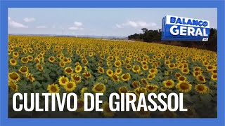 CULTIVO DE GIRASSOL: GOIÁS DEVE COLHER QUASE O DOBRO DA SAFRA PASSADA