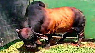 Brahman Bulls from Coetzrand Stud