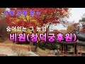 서울 단풍명소, 깊숙히 숨어있는 농밀한 가을을 품은 비원(창덕궁후원)  #수도권단풍#창덕궁#고궁단풍#늦가을#데이트코스#산책길