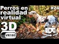 Perros en realidad virtual | VR Experience #24