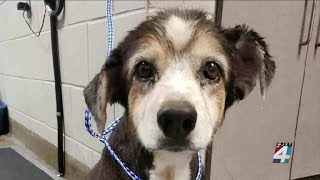 Good Samaritan recognized for helping rescue 16-year-old dog abandoned in Westside dumpster