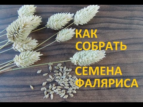 КАНАРЕЕЧНИК (ФАЛЯРИС).СОБИРАЕМ СЕМЕНА.