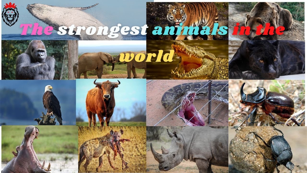 The most powerful animals in the world? Watch crushes. YouTube