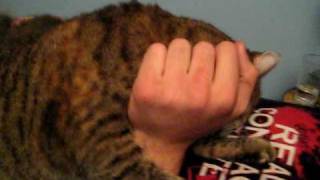 Funny Cat gurgles when petted