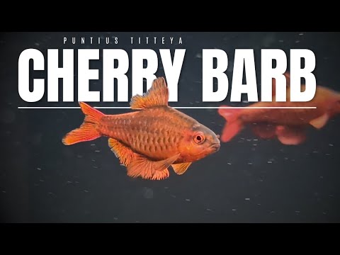 Video: Cherry barb — sprievodca starostlivosťou (Fresh Flow Aquatics)