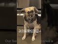 Our Poor Dog Myla Gets Scared a Lot :(
