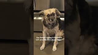 Our Poor Dog Myla Gets Scared a Lot :(