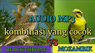 SUARA BURUNG BLACKTHROAT VS MOZAMBIK