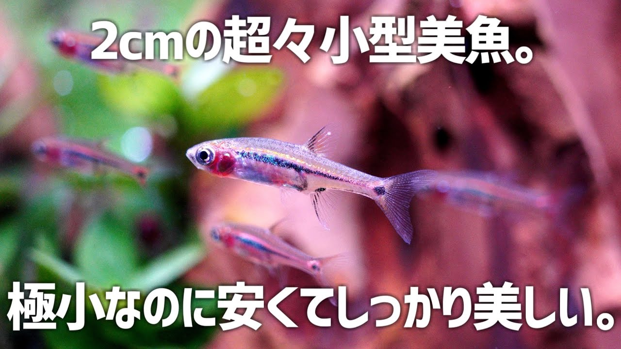 知らないと損する1匹80円の超々小型美魚を大量導入!!ボララスウロフタルモイデス