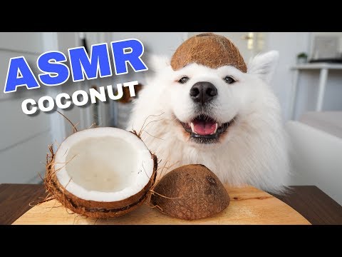 asmr-dog-eating-crunchy-coconut-i-mayasmr