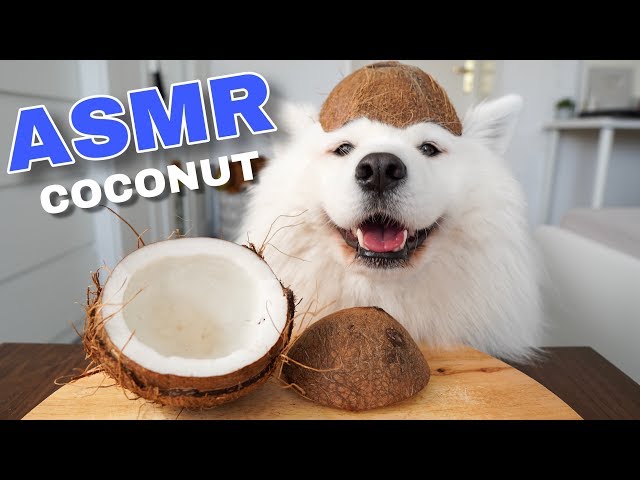 ASMR Dog Eating Crunchy Coconut I MAYASMR