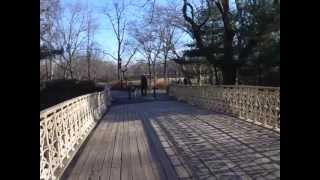 Saluki - Pine Bank Bridge at Central Park