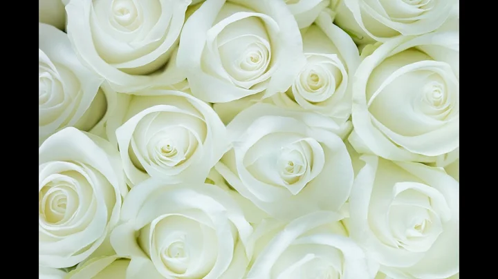 Free White Rose Stock Images with CC0 licenses with no attribution required for Commercial Use