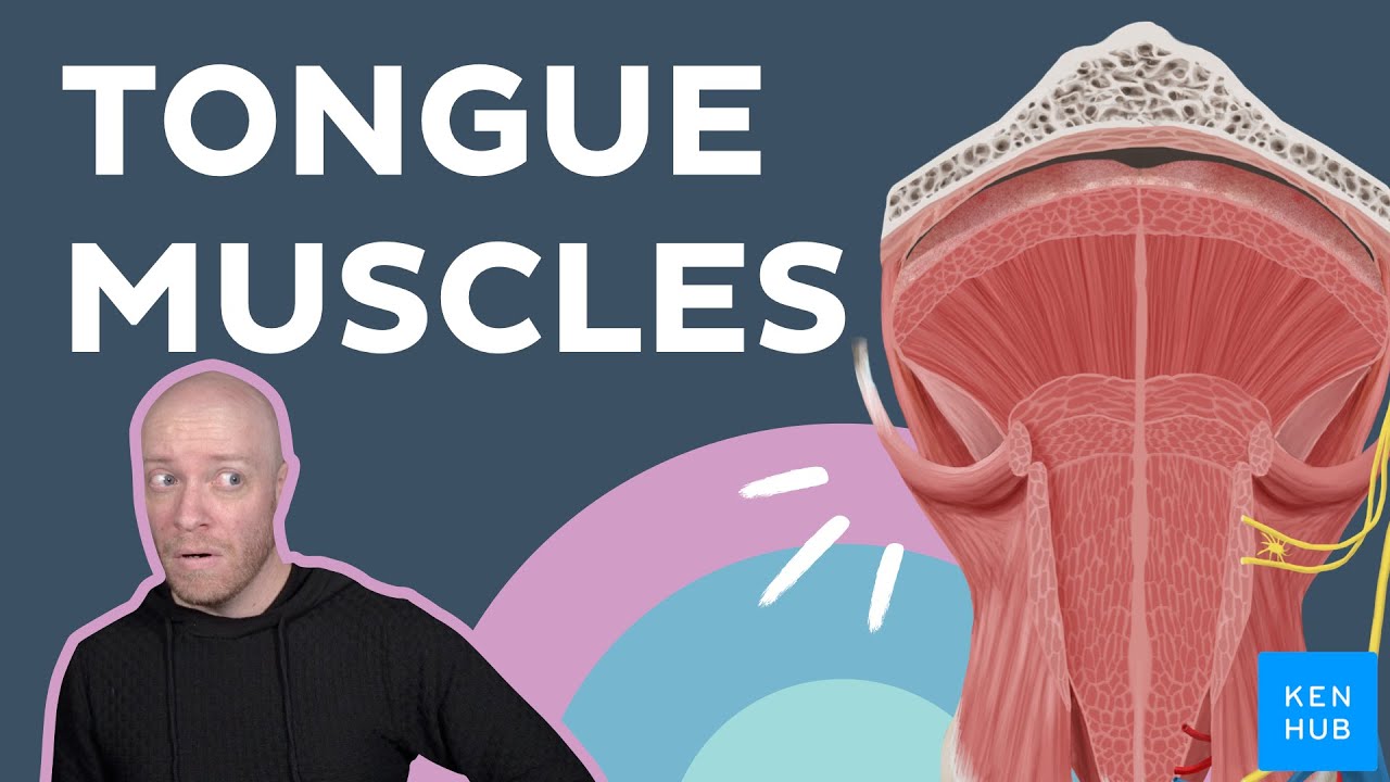Muscles of the tongue: Anatomy and functions