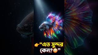 বেটা ফিশের অদ্ভুত সৌন্দর্য দেখলে আপনিও বলবেন 'সুবহানাল্লাহ'! #শান্তির বার্তা #shorts  #islamicvideo