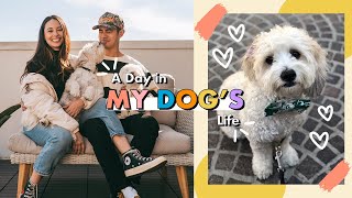 A Day In My Dogs Life My Adopted Dogs Daily Routine Aja Dang