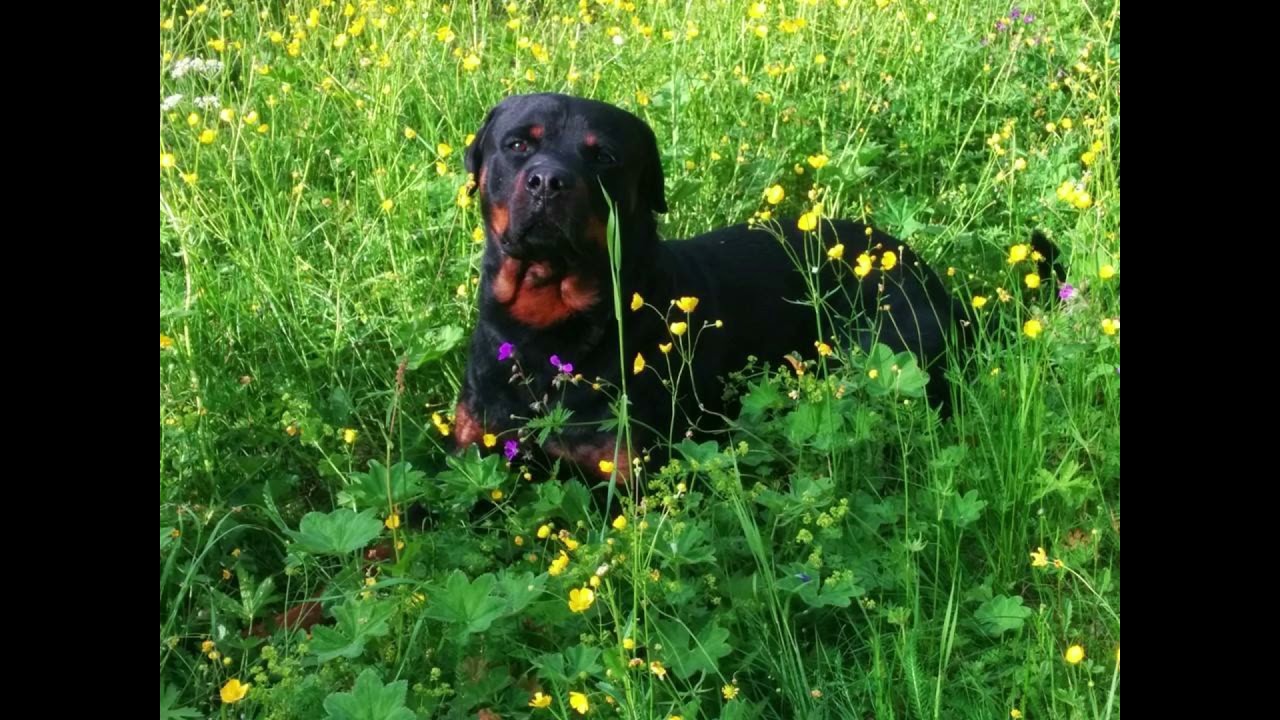 Jan Inge - Inte nödväntigtvis så