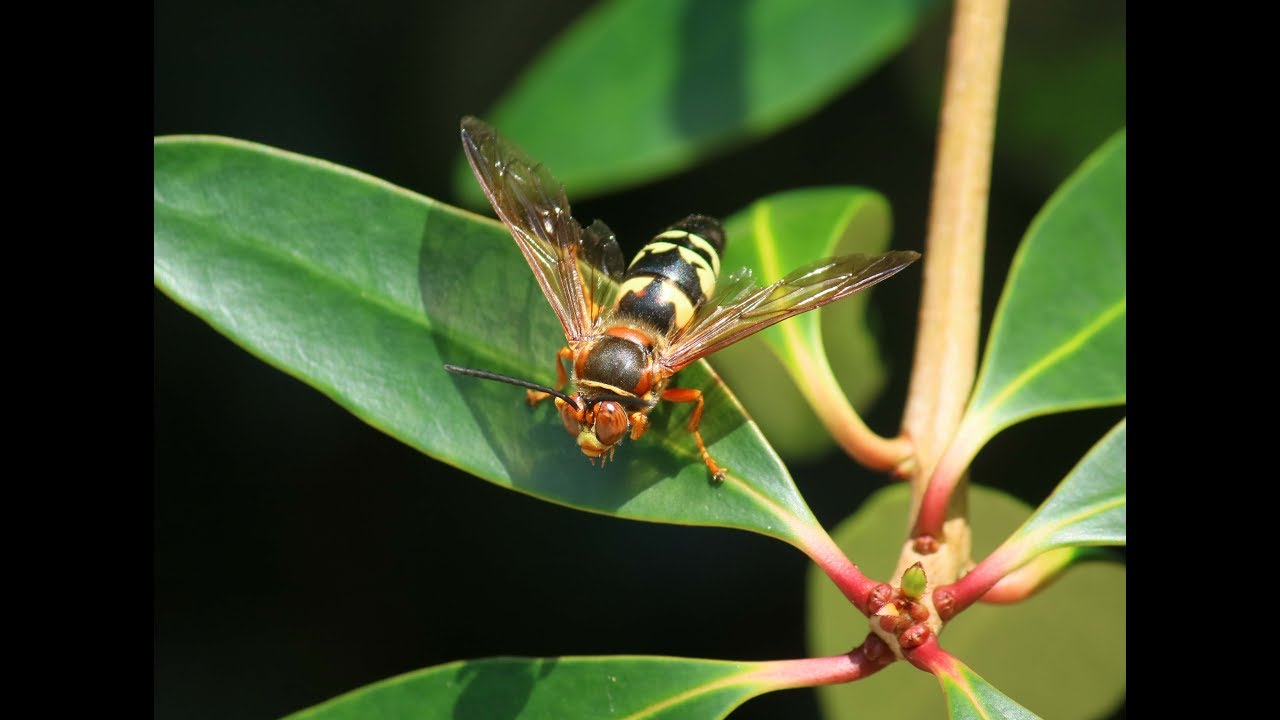 Cicada Killers In YouTube