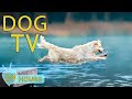 Dog tv entertaining help keep your dogs happy and relax when home alone  music relax for dog