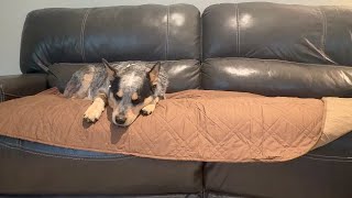 Very Soft and Washable My Dog's New Favorite Spot Chocolate Coffee Sofa Bed |Vmeyiek screenshot 4